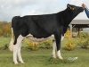 DOSE TAUREAU LOYAL - NFR3527842910 - 6688738