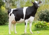 DOSE TAUREAU LOYAL - NFR3527842910 - 6688738