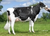 DOSE TAUREAU JAMES BOND - NFR3529132100 - 6687502