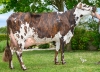 DOSE TAUREAU PARADIS - NFR3534067518 - 5695638