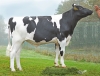 DOSE TAUREAU ROMAZY - NFR3536377185 - 6696801