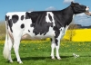 DOSE TAUREAU PIANO - NFR3536657875 - 6695552