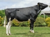DOSE TAUREAU NERON - NFR3541507815 - 6691937