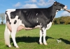 DOSE TAUREAU NERON - NFR3541507815 - 6691937