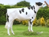 DOSE TAUREAU MUCHOMAS - NFR3542107823 - 6690255