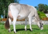 DOSE SEXEE FEM 90 TAUREAU RASTAROKET - XFR3556494016 - 2198345