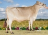 DOSE SEXEE FEM 90 TAUREAU RASTAROKET - XFR3556494016 - 2198345