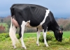 DOSE TAUREAU NORLAND - NFR3558442262 - 6691919