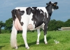 DOSE TAUREAU OUPS - NFR3558442385 - 6695082