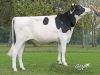 DOSE TAUREAU MOON - NFR3564460144 - 6690771