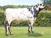 DOSE TAUREAU TALENSAC - NFR3567582894 - 56A0811
