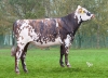 DOSE TAUREAU VEZIN - NFR3567583197 - 56A4376