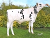 DOSE TAUREAU OGOLF RF - NFR3570623616 - 6694524