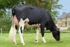 DOSE TAUREAU OGOLF RF - NFR3570623616 - 6694524