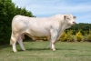 DOSE TAUREAU INDOU SC - NFR3615364745 - 3886952