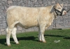 DOSE TAUREAU INDOU SC - NFR3615364745 - 3886952
