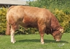 DOSE TAUREAU PUMA - NFR3615369484 - 3496770