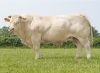 DOSE TAUREAU POKEMON - NFR3615530447 - 3897307