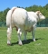 DOSE TAUREAU POKEMON - NFR3615530447 - 3897307