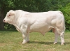 DOSE TAUREAU RAMO PPX - NFR3615621920 - 3898670