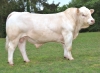 DOSE TAUREAU RAMO PPX - NFR3615621920 - 3898670
