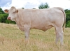 DOSE TAUREAU RAPHAELO - NFR3615681986 - 38A0041