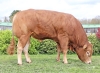 DOSE TAUREAU SIFFLET PP - NFR3615701841 - 34A0568