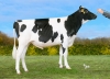 DOSE TAUREAU UDINI - NFR3616673713 - 66A3159