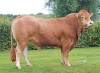 DOSE TAUREAU TOLKIEN - NFR3702192207 - 34A2002