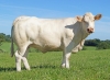 DOSE TAUREAU MUSCLOR - NFR3702861675 - 3892603