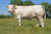 DOSE TAUREAU MUSCLOR - NFR3702861675 - 3892603