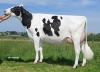 DOSE TAUREAU GELIS ISY - NFR3704251198 - 6682584