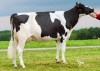 DOSE TAUREAU HINES ISY - NFR3704251244 - 6684692