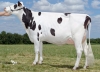 DOSE TAUREAU EHMAN ISY - NFR3704257074 - 6678068