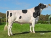 DOSE TAUREAU EHMAN ISY - NFR3704257074 - 6678068