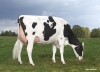 DOSE TAUREAU EHMAN ISY - NFR3704257074 - 6678068