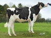 DOSE TAUREAU JENITOR - NFR3719541448 - 6687894