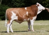 DOSE TAUREAU SEDUISANT - NFR3917361682 - 3598231