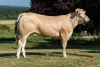 DOSE TAUREAU FRENCHY - NFR4004274084 - 7981825