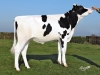 DOSE TAUREAU NUACES - NFR4119281847 - 6692890