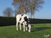 DOSE TAUREAU NUACES - NFR4119281847 - 6692890
