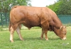 DOSE TAUREAU PADRE - NFR4123807861 - 3496774
