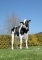 DOSE TAUREAU PLAYBACK - NFR4123891263 - 6696276