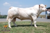 DOSE TAUREAU EROS - NFR4241633093 - 3879996