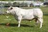 DOSE TAUREAU RUDY EXC - NFR4243102878 - 3898019