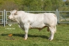 DOSE TAUREAU RUDY EXC - NFR4243102878 - 3898019