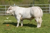 DOSE TAUREAU RUDY EXC - NFR4243102878 - 3898019