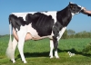 DOSE TAUREAU EDELWEISS - NFR4309210499 - 6678032