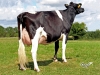 DOSE TAUREAU EDELWEISS - NFR4309210499 - 6678032