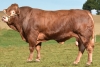 DOSE TAUREAU MAJAX - NFR4316019592 - 3493117